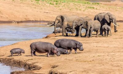 Namibia sacrificará 723 animales salvajes para enfrentar una crisis alimentaria causada por la peor sequía en un siglo, y distribuir su carne.