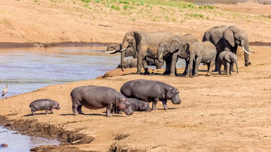 Namibia sacrificará 723 animales salvajes para enfrentar una crisis alimentaria causada por la peor sequía en un siglo, y distribuir su carne.