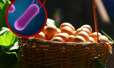 La salmonella es una bacteria que causa salmonelosis, una infección alimentaria cuyos síntomas incluyen diarrea, fiebre, calambres abdominales y náuseas.