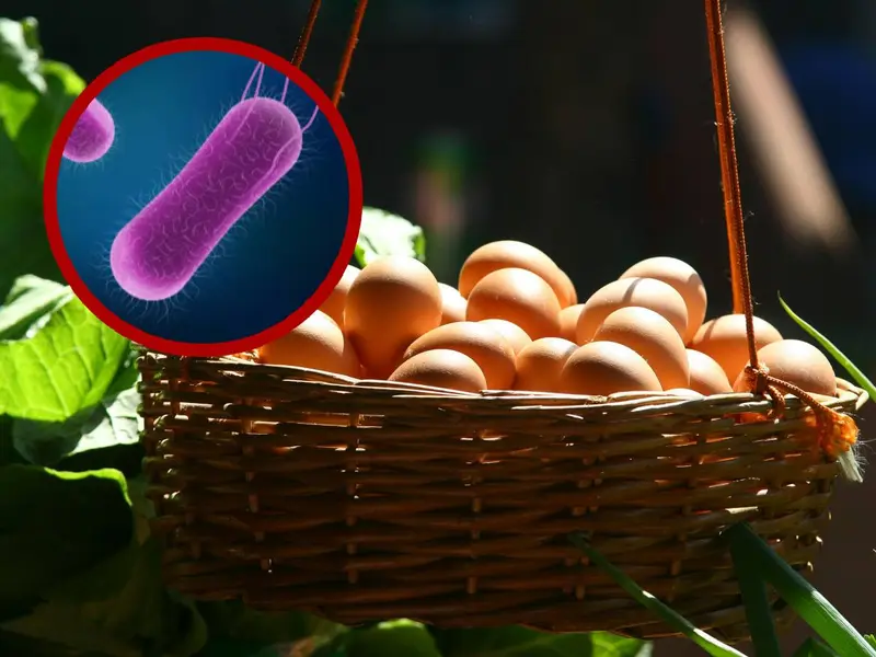 La salmonella es una bacteria que causa salmonelosis, una infección alimentaria cuyos síntomas incluyen diarrea, fiebre, calambres abdominales y náuseas.