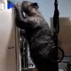 Un oso fue captado en San Agustín intentando abrir un refrigerador en una cochera, ignorando al residente que lo grababa.