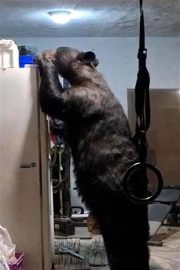 Un oso fue captado en San Agustín intentando abrir un refrigerador en una cochera, ignorando al residente que lo grababa.