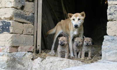 Científicos descubren que los perros de Chernóbil desarrollaron inmunidad a la radiación, abriendo nuevas perspectivas científicas.