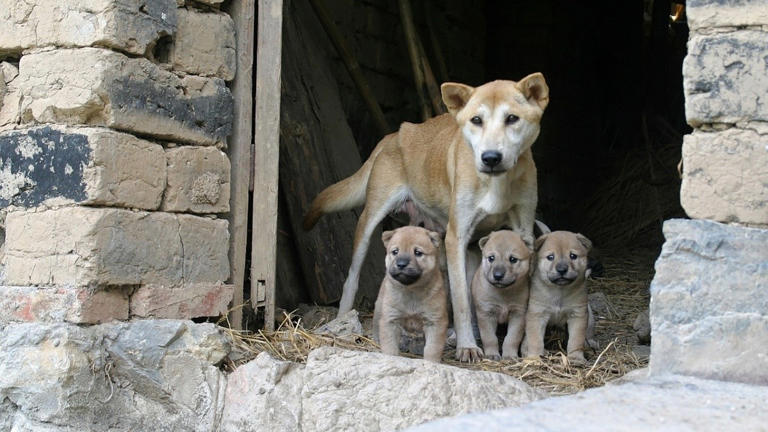 Científicos descubren que los perros de Chernóbil desarrollaron inmunidad a la radiación, abriendo nuevas perspectivas científicas.