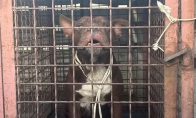 El perro quedó bajo resguardo de Protección Civil municipal, quienes posteriormente lo trasladaron a Bienestar Animal.