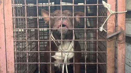 El perro quedó bajo resguardo de Protección Civil municipal, quienes posteriormente lo trasladaron a Bienestar Animal.