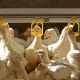 La UNAM alerta sobre la influenza H5N1, destacando su posible impacto este año. Se intensifica la vigilancia en humanos y animales.