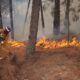 Las autoridades han informado que el incendio continúa activo, representando un riesgo para la vegetación y la fauna local.