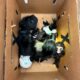 Durante la inspección, se descubrió que los animales estaban encerrados en cajas colocadas en la parte posterior de la cabina del vehículo