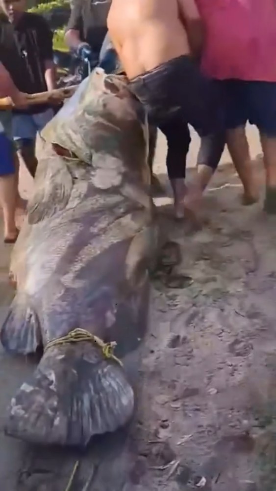Aunque la captura fue celebrada como un símbolo de resiliencia por las autoridades municipales, la alegría duró poco: el mero, también conocido como cherna, es una especie en veda del 1 de febrero al 31 de marzo en el Golfo de México.