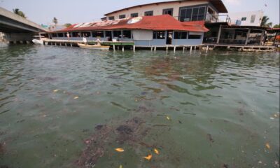 Pescadores y pobladores reportan la muerte de diversas especies marinas, entre ellas sábalo, jurel y bonito, así como daños a larvas de ostión y aves como pelícanos.
