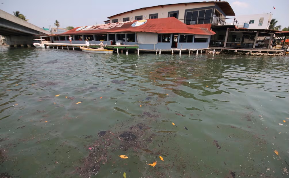 Pescadores y pobladores reportan la muerte de diversas especies marinas, entre ellas sábalo, jurel y bonito, así como daños a larvas de ostión y aves como pelícanos.