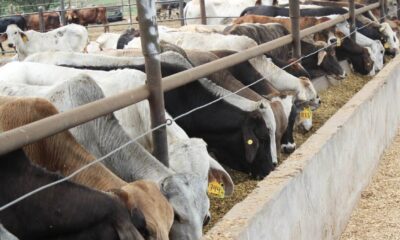 La Secretaría de Agricultura de Estados Unidos (USDA) justificó la medida por la presencia del NWS en regiones lejanas a la frontera, como Veracruz y Oaxaca, lo que representa una amenaza crítica para su seguridad alimentaria.