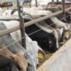 La Secretaría de Agricultura de Estados Unidos (USDA) justificó la medida por la presencia del NWS en regiones lejanas a la frontera, como Veracruz y Oaxaca, lo que representa una amenaza crítica para su seguridad alimentaria.