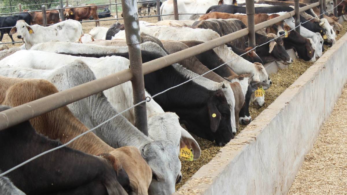 La Secretaría de Agricultura de Estados Unidos (USDA) justificó la medida por la presencia del NWS en regiones lejanas a la frontera, como Veracruz y Oaxaca, lo que representa una amenaza crítica para su seguridad alimentaria.