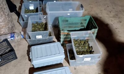 José “N” fue puesto a disposición del Ministerio Público y los animales asegurados fueron trasladados a una Unidad de Manejo Ambiental (UMA) para su atención y valoración médica.