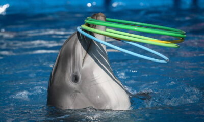 La ley, que aún debe ser ratificada por la Cámara de Diputados, fue nombrada en honor a un delfín llamado Mincho, quien sufrió un accidente durante un espectáculo en 2020 en un hotel de la Riviera Maya