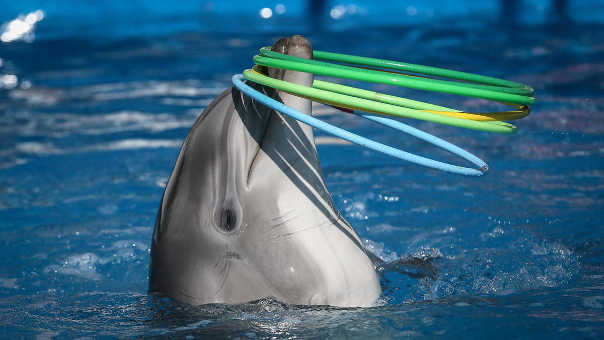 La ley, que aún debe ser ratificada por la Cámara de Diputados, fue nombrada en honor a un delfín llamado Mincho, quien sufrió un accidente durante un espectáculo en 2020 en un hotel de la Riviera Maya