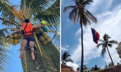 En imágenes difundidas, se observa a un rescatista ascendiendo la palmera para auxiliar al visitante, quien afortunadamente fue bajado sin lesiones, a pesar del aparatoso incidente.