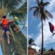 En imágenes difundidas, se observa a un rescatista ascendiendo la palmera para auxiliar al visitante, quien afortunadamente fue bajado sin lesiones, a pesar del aparatoso incidente.