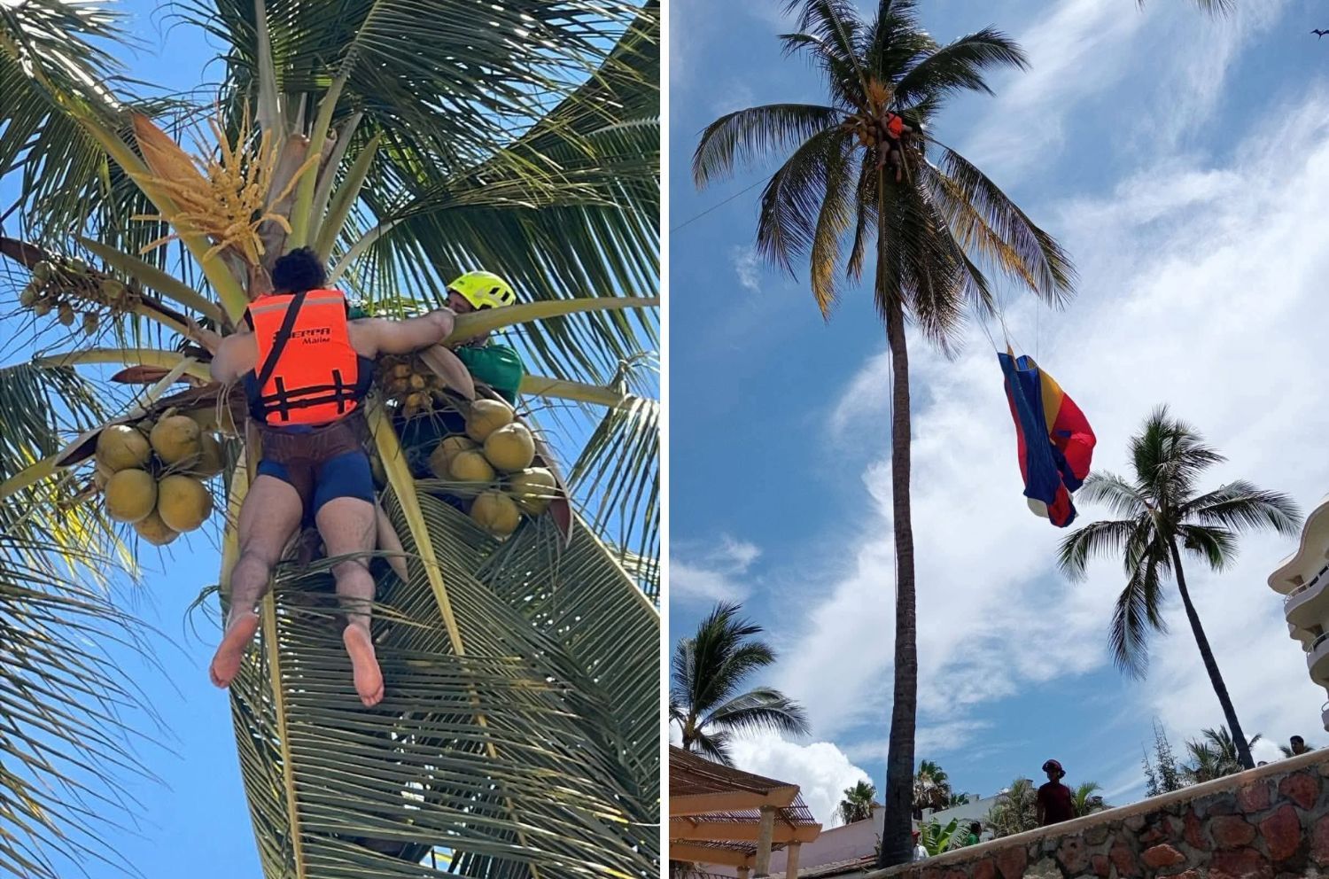 En imágenes difundidas, se observa a un rescatista ascendiendo la palmera para auxiliar al visitante, quien afortunadamente fue bajado sin lesiones, a pesar del aparatoso incidente.
