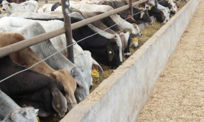 De acuerdo con el nuevo esquema, el ganado bovino y bisontes podrán ingresar a EUA si nacieron y fueron criados en los estados de Sonora o Chihuahua, o si cumplen con protocolos especiales de tratamiento.