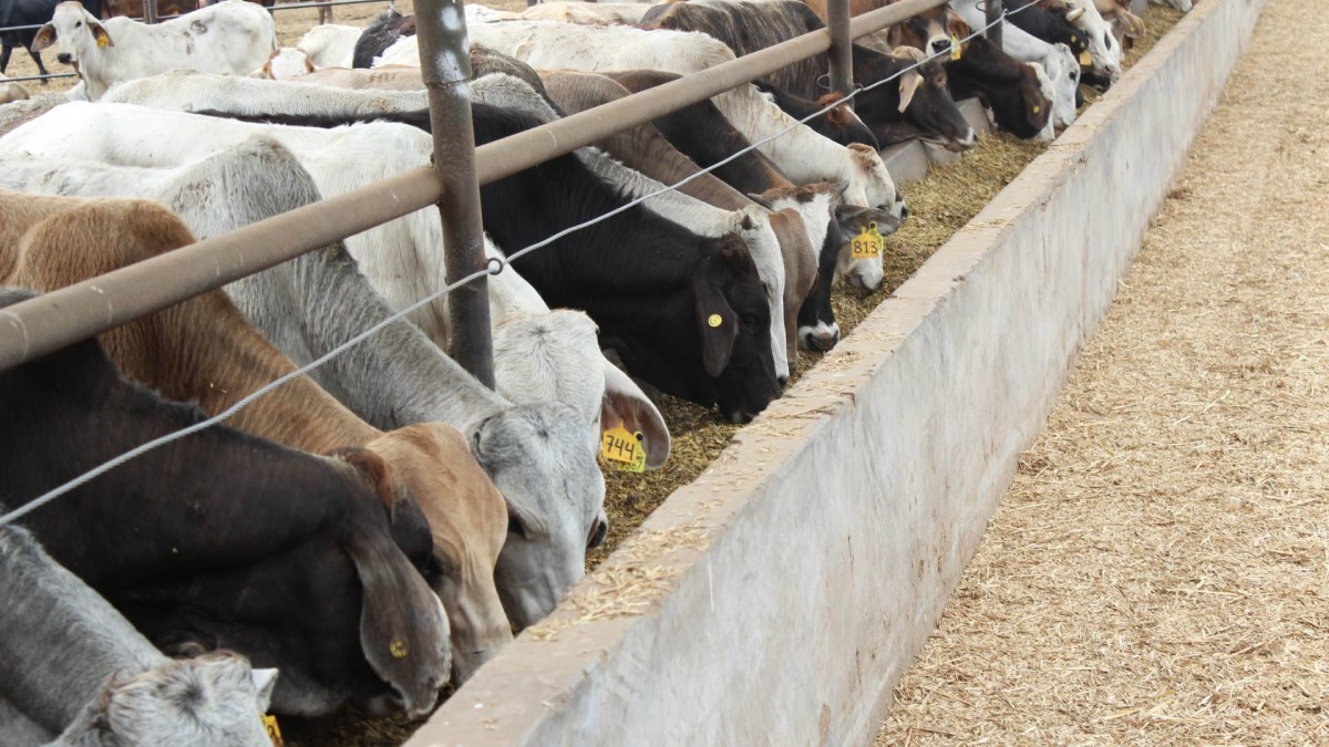 De acuerdo con el nuevo esquema, el ganado bovino y bisontes podrán ingresar a EUA si nacieron y fueron criados en los estados de Sonora o Chihuahua, o si cumplen con protocolos especiales de tratamiento.