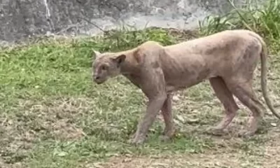 En las imágenes se observa al felino acercarse sigilosamente a su presa antes de lanzarse en una veloz persecución