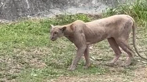 En las imágenes se observa al felino acercarse sigilosamente a su presa antes de lanzarse en una veloz persecución
