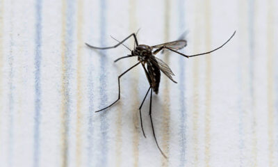 . El dengue, transmitido por el mosquito Aedes aegypti, no se contagia de persona a persona, y no existe una vacuna disponible en México hasta el momento.
