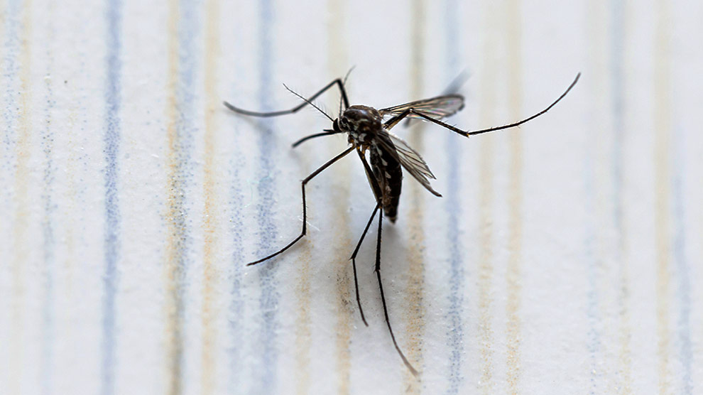 . El dengue, transmitido por el mosquito Aedes aegypti, no se contagia de persona a persona, y no existe una vacuna disponible en México hasta el momento.