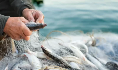 Los científicos encontraron que los peces capturados cerca de la costa presentaban mayor cantidad de microplásticos que los de aguas profundas