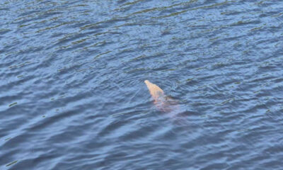 Las autoridades detallaron que el niño era originario de Guanajuato y se encontraba vacacionando con su familia en la costa michoacana