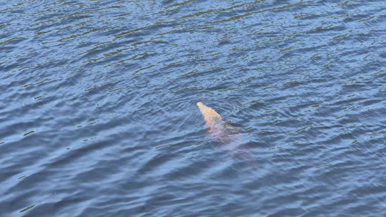 Las autoridades detallaron que el niño era originario de Guanajuato y se encontraba vacacionando con su familia en la costa michoacana