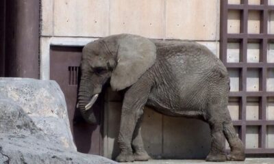 La Asociación de Zoológicos, Criaderos y Acuarios de México (AZCARM) respaldó la decisión, señalando que los traslados a refugios extranjeros pueden aumentar la tasa de mortalidad en elefantes debido a las condiciones menos controladas de esos espacios.