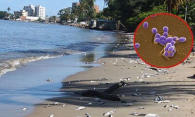 Cofepris recomendó a los turistas evitar el contacto con el agua en dichas playas, y exhortó a las autoridades locales a reforzar medidas de saneamiento.