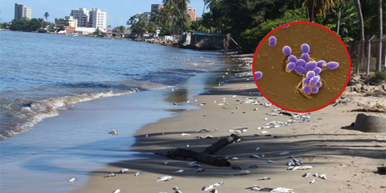 Cofepris recomendó a los turistas evitar el contacto con el agua en dichas playas, y exhortó a las autoridades locales a reforzar medidas de saneamiento.