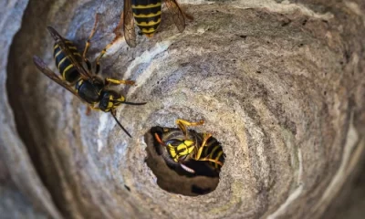 La contaminación fue clasificada como “heredada in situ”, es decir, remanente de las operaciones que la planta realizaba en su época activa, durante la Guerra Fría.