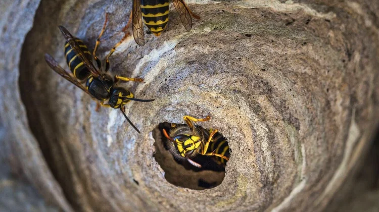 La contaminación fue clasificada como “heredada in situ”, es decir, remanente de las operaciones que la planta realizaba en su época activa, durante la Guerra Fría.