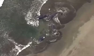 Tras el sismo en Rusia, las primeras olas del tsunami llegaron a la ciudad japonesa de Hanasaki, en Nemuro, con una altura aproximada de 30 centímetros a las 10:30 hora local