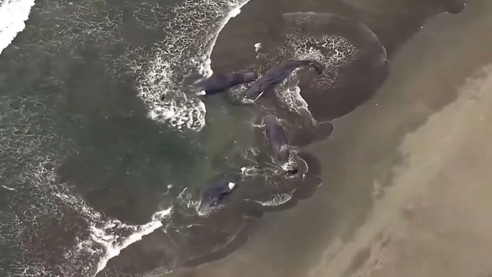 Tras el sismo en Rusia, las primeras olas del tsunami llegaron a la ciudad japonesa de Hanasaki, en Nemuro, con una altura aproximada de 30 centímetros a las 10:30 hora local