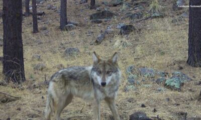 Las autoridades consideran que este descubrimiento representa un avance significativo, ya que permite hablar del establecimiento de las primeras poblaciones silvestres de esta especie en el país después de más de cinco décadas de desaparición casi total en vida libre.
