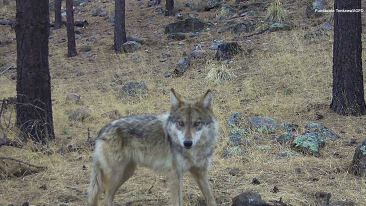 Las autoridades consideran que este descubrimiento representa un avance significativo, ya que permite hablar del establecimiento de las primeras poblaciones silvestres de esta especie en el país después de más de cinco décadas de desaparición casi total en vida libre.