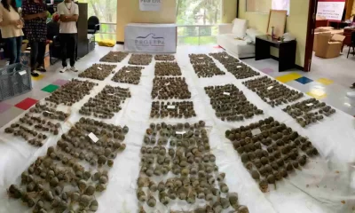 Todas las plantas estaban en aparente buen estado físico, pero sin marcaje de identificación y sin los permisos de importación ni registros oficiales de comercialización requeridos por la Secretaría de Medio Ambiente y Recursos Naturales (Semarnat).