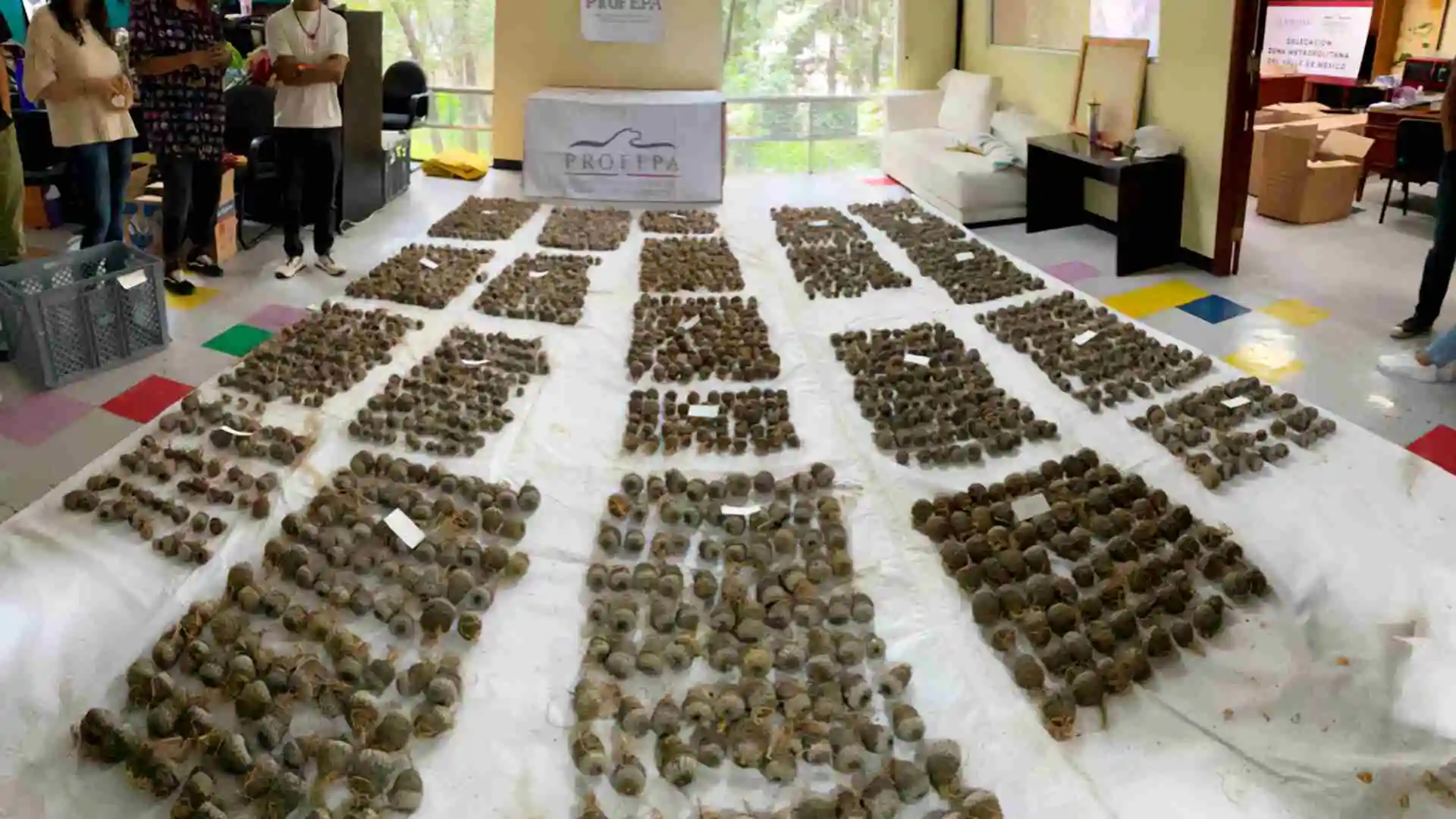 Todas las plantas estaban en aparente buen estado físico, pero sin marcaje de identificación y sin los permisos de importación ni registros oficiales de comercialización requeridos por la Secretaría de Medio Ambiente y Recursos Naturales (Semarnat).