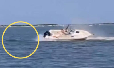 Entre las posibles causas del fallecimiento se barajan el impacto directo con el bote, heridas previas no detectadas o el estrés causado por encontrarse atrapada en aguas poco profundas, lo que pudo inducir un comportamiento errático.