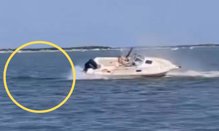 Entre las posibles causas del fallecimiento se barajan el impacto directo con el bote, heridas previas no detectadas o el estrés causado por encontrarse atrapada en aguas poco profundas, lo que pudo inducir un comportamiento errático.