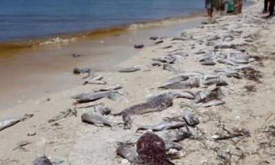 La Marea Roja es causada por algas que contienen saxitoxina, un compuesto altamente peligroso para la fauna marina y los seres humanos