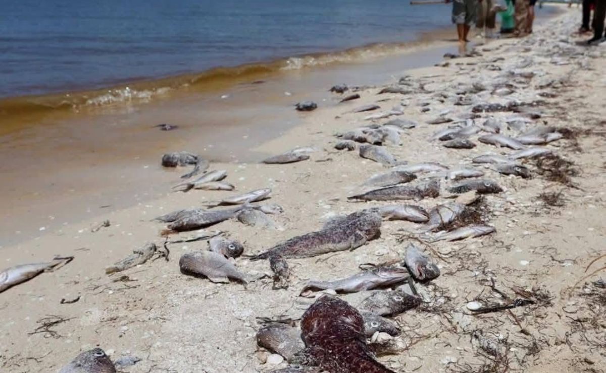 La Marea Roja es causada por algas que contienen saxitoxina, un compuesto altamente peligroso para la fauna marina y los seres humanos