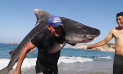 Algunos señalaron que el tiburón pudo haber estado herido, ya que fue capturado con demasiada facilidad.